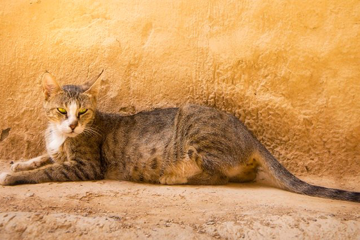 Аравийский мау. Аравийский МАУ кошка. Порода кота Аравийский МАУ. Породу кошек аравийские Мао. Аравийский МАУ рыжий о породе.